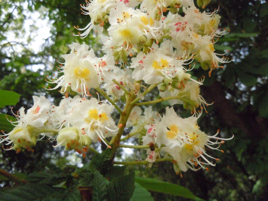 Aesculus hippocastanum / Ippocastano